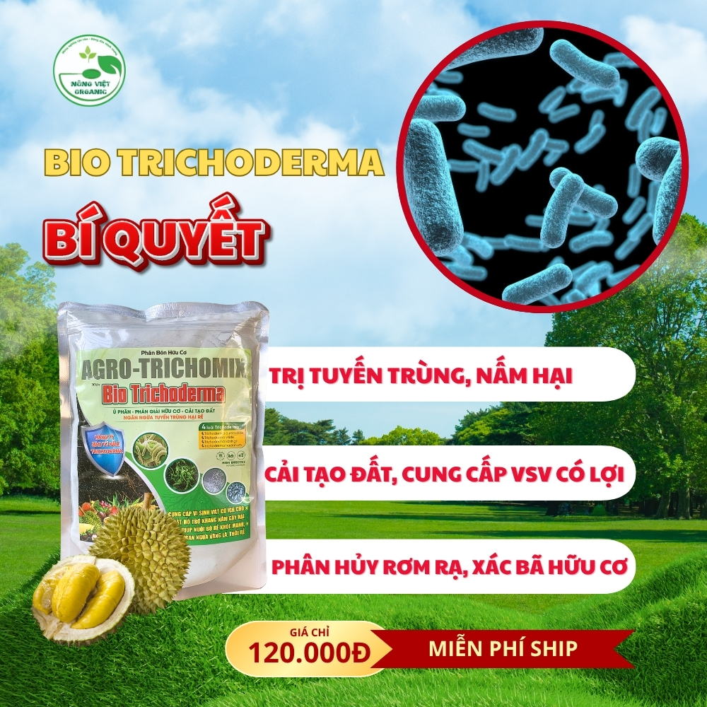 trichoderma trichoderma