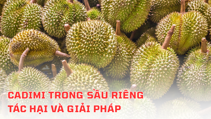 cadimi trong sầu riêng: Tác hại và giải pháp