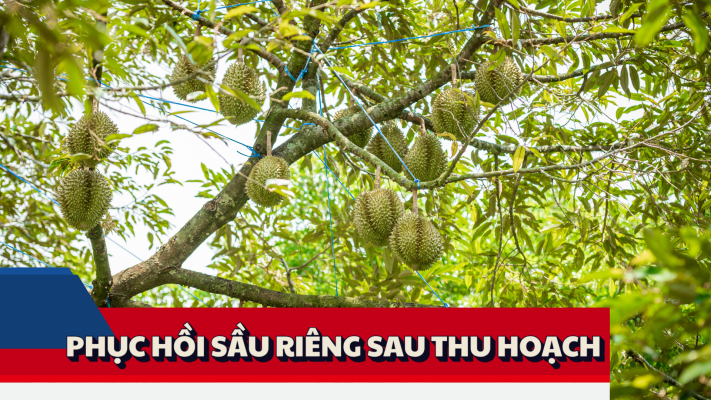 5 bước phục hồi sầu riêng sau thu hoạch