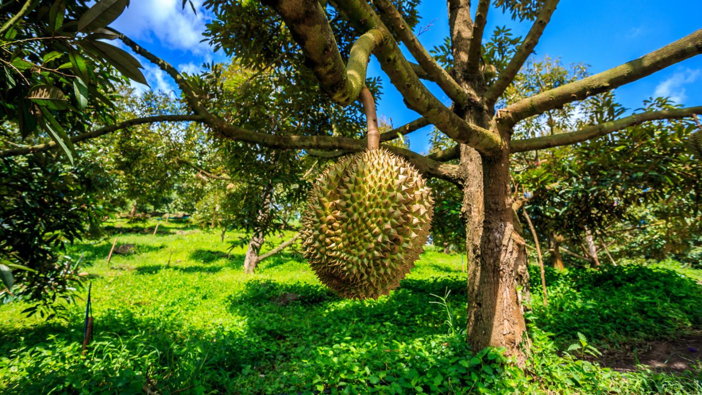 Canh tác hữu cơ sầu riêng