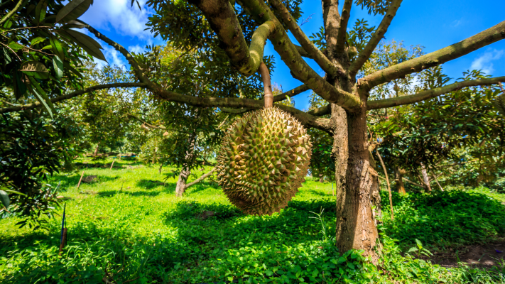 Canh tác hữu cơ sầu riêng