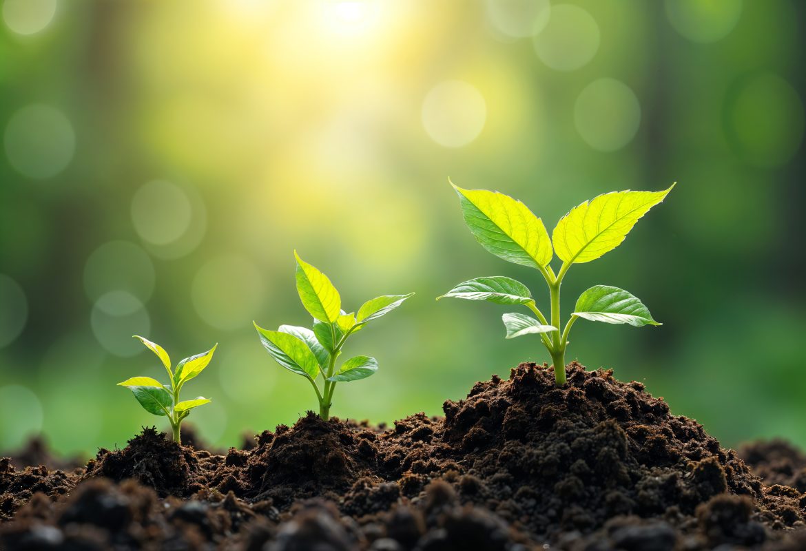 cac-loai-cay-trong-phù-hop-ph-dat