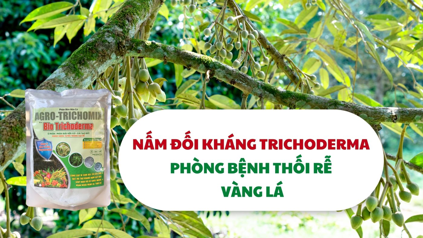 NẤM ĐỐI KHÁNG TRICHDERMA