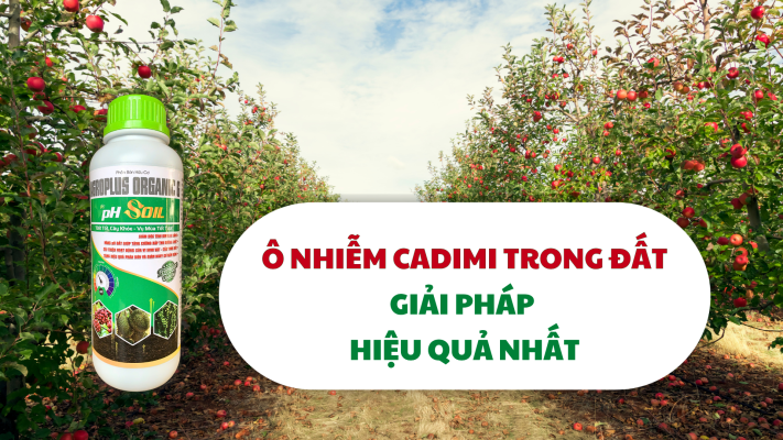 Ô NHIỄM CADIMI TRONG ĐẤT GIẢI PHÁP HIỆU QUẢ NHẤT