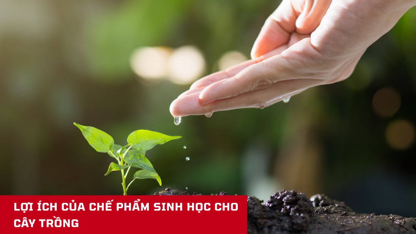 Lợi ích của chế phẩm sinh học