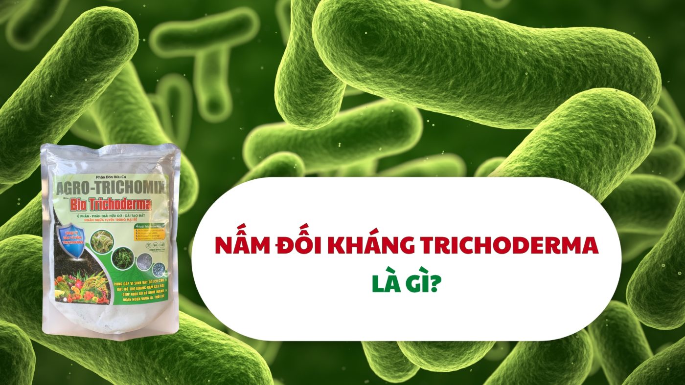 nấm đối kháng trichoderma là gì