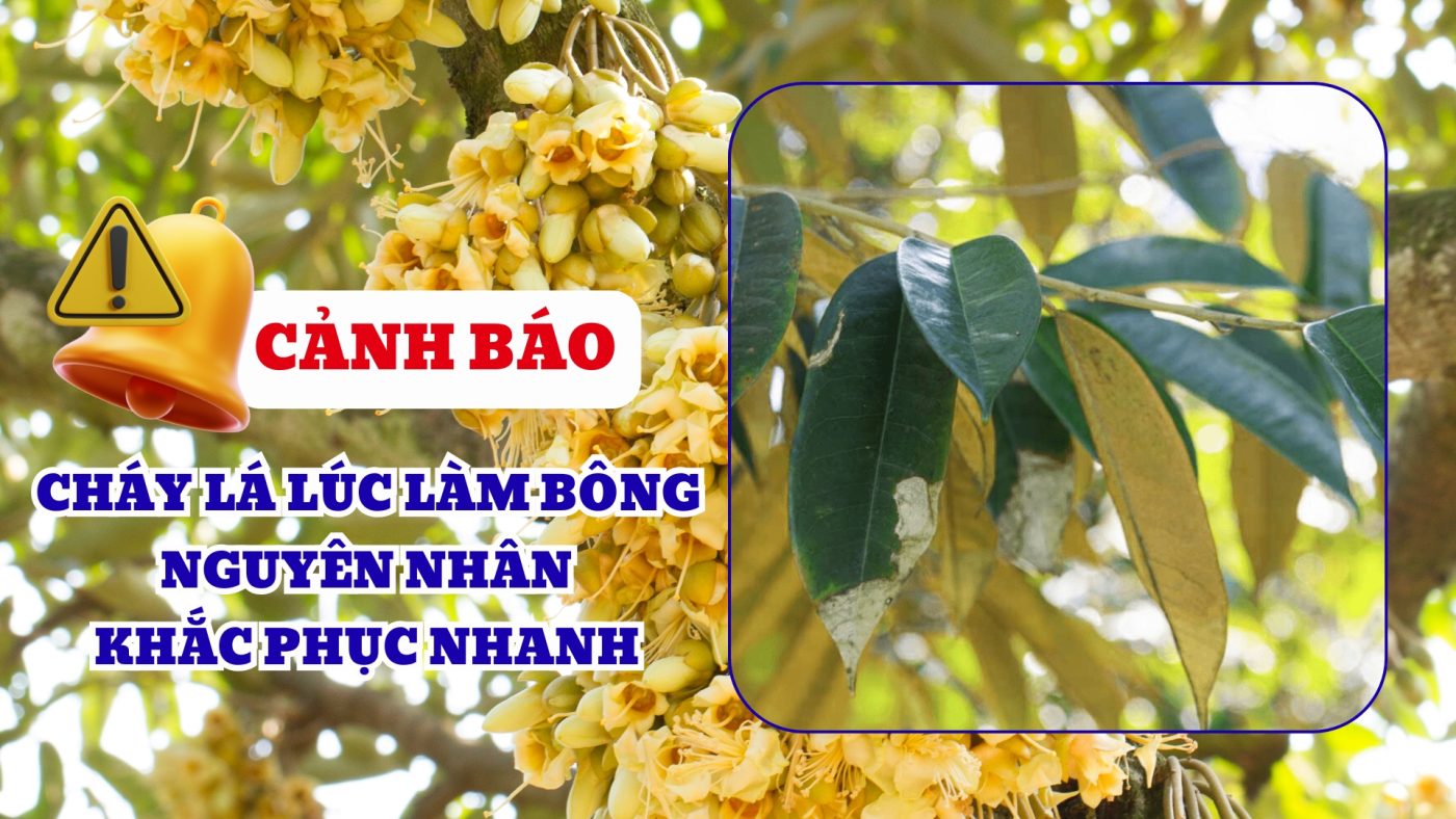 cháy lá khi làm bông