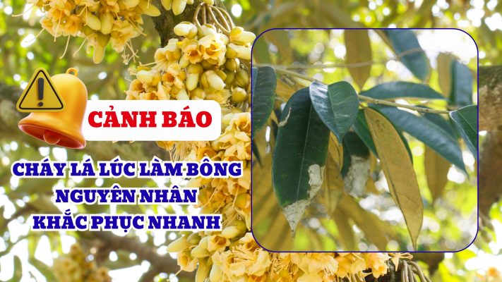 cháy lá khi làm bông