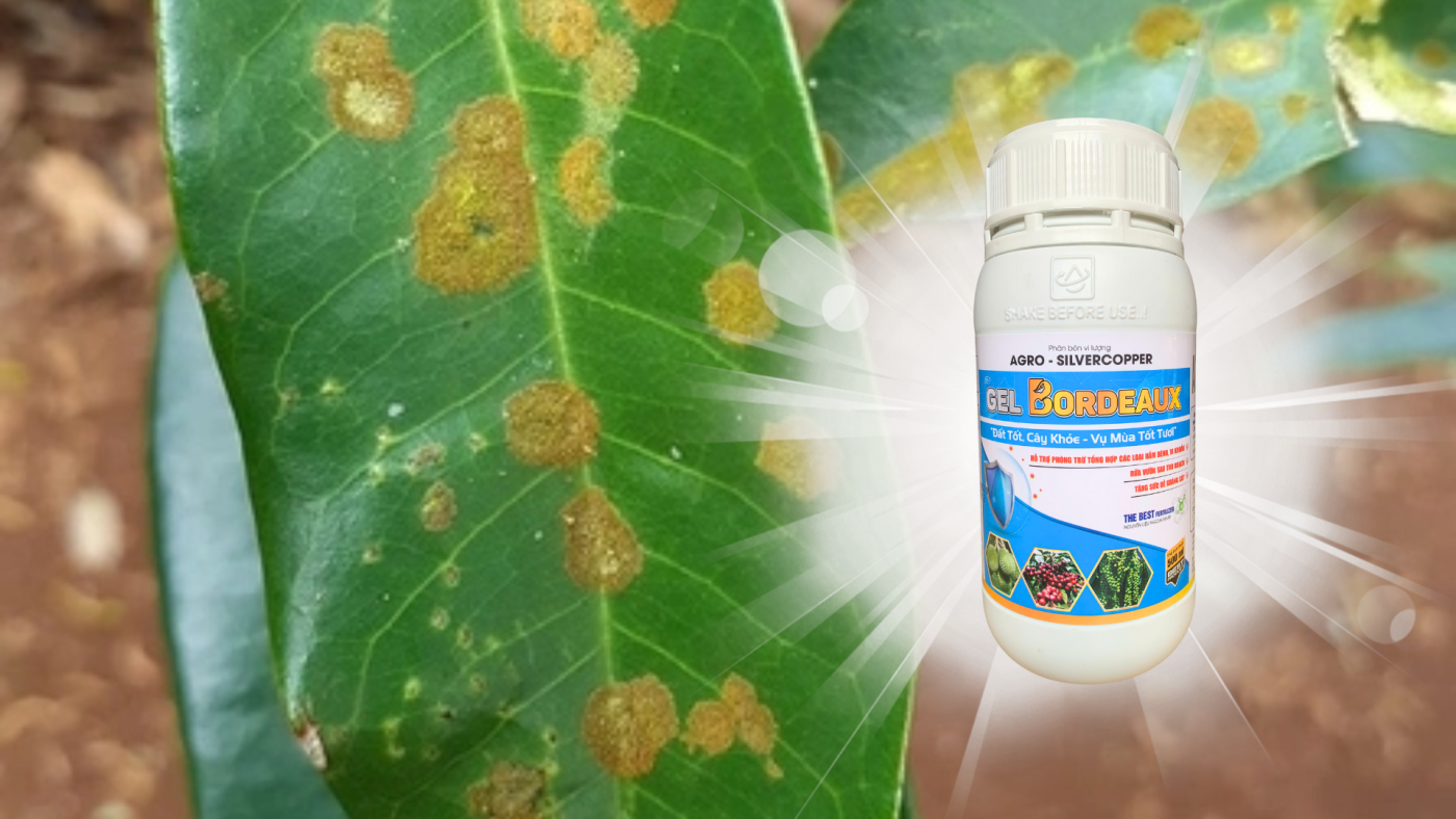 giải pháp trị đốm rong trên cây sầu riêng