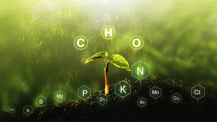 Phân bón hữu cơ: Bí quyết đất khỏe