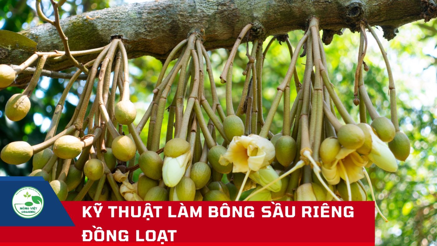 Kỹ thuật làm bông sầu riêng đồng loạt
