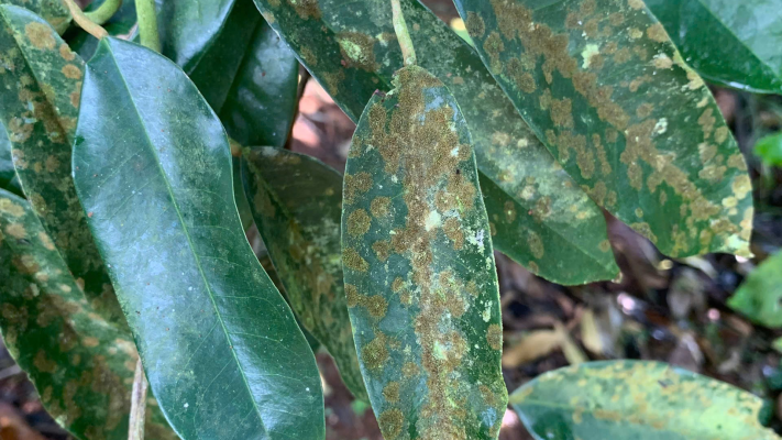 điều trị đốm rong trên cây sầu riêng