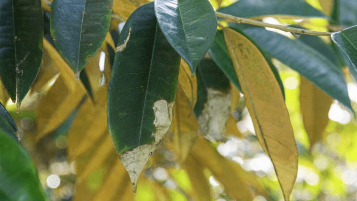 nguyên nhân cháy lá