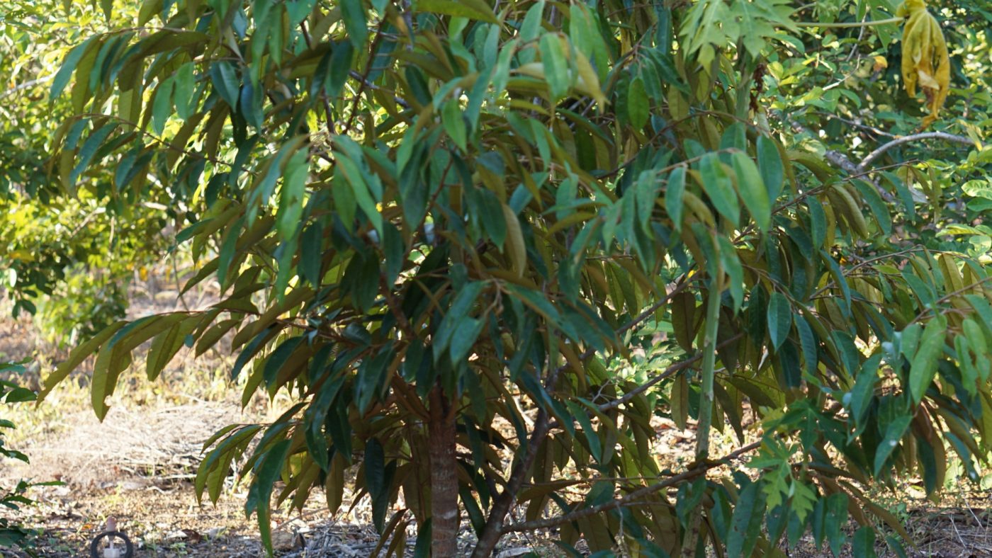 vai trò của bộ lá