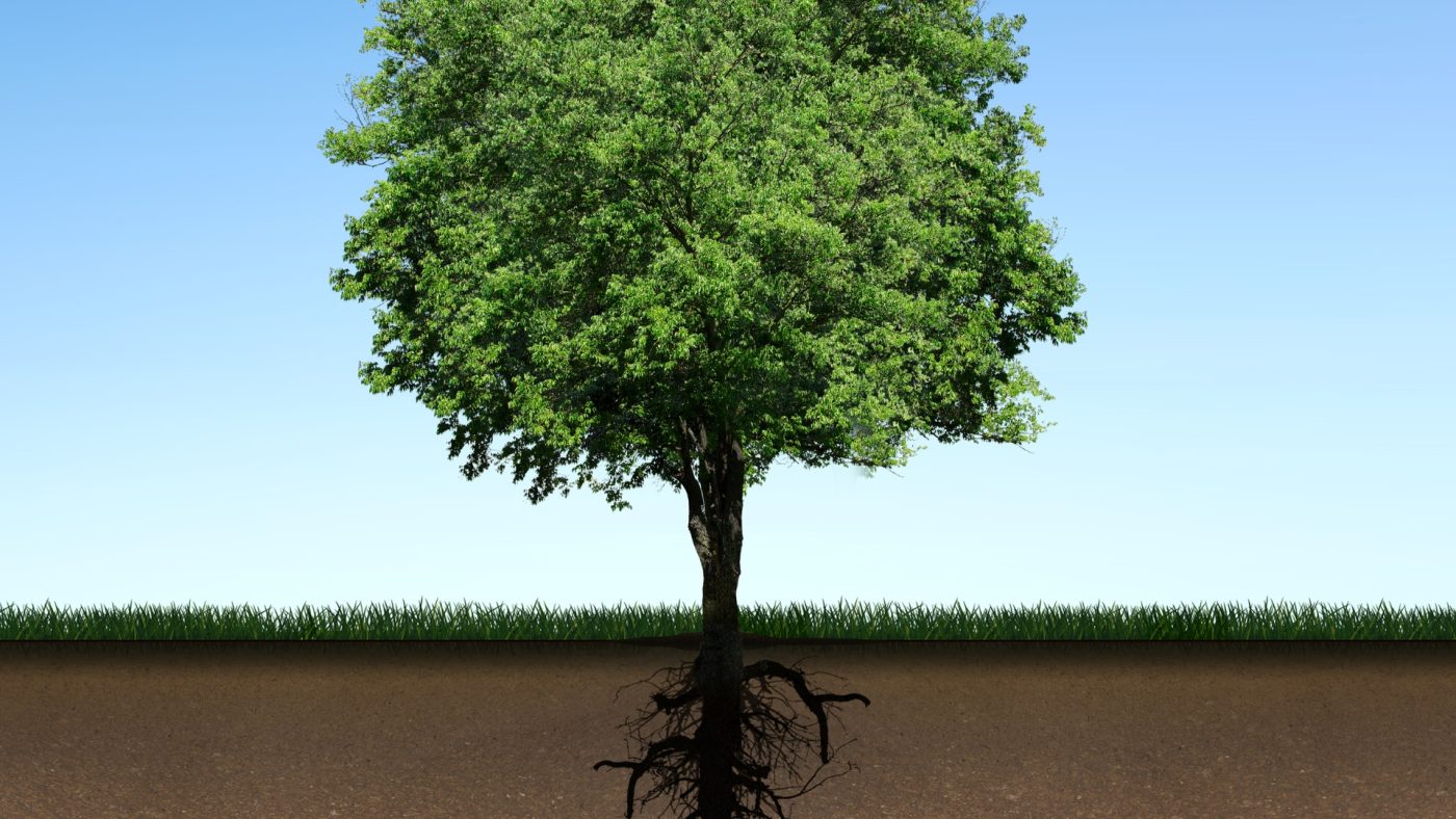 Tái tao và xử lý rễ