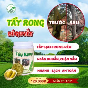 tẩy rong