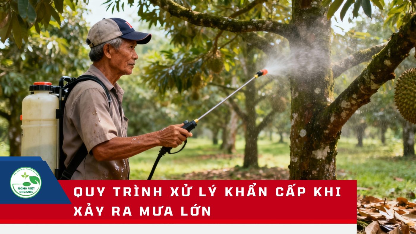 Quy trình xử lý khẩn cấp khi xảy ra mưa lớn