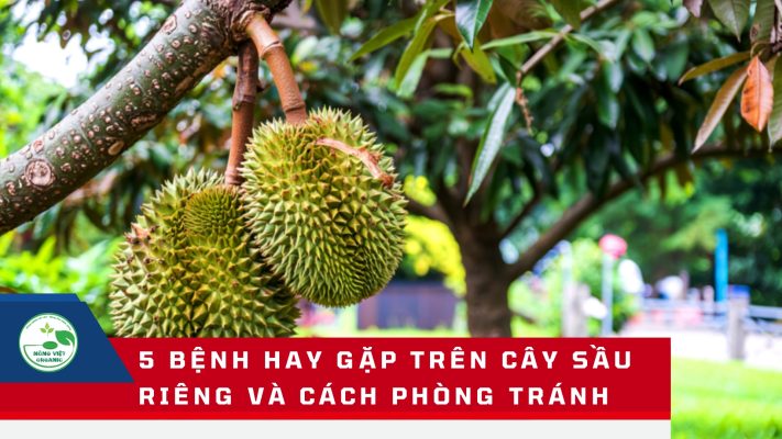 5 bệnh hya gặp trên sầu riêng