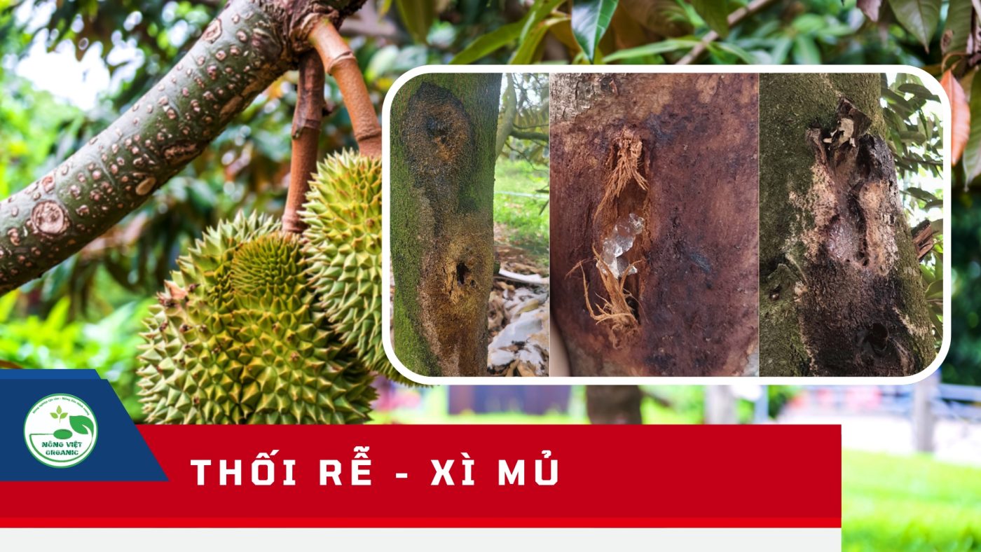 Thối rễ xì mủ