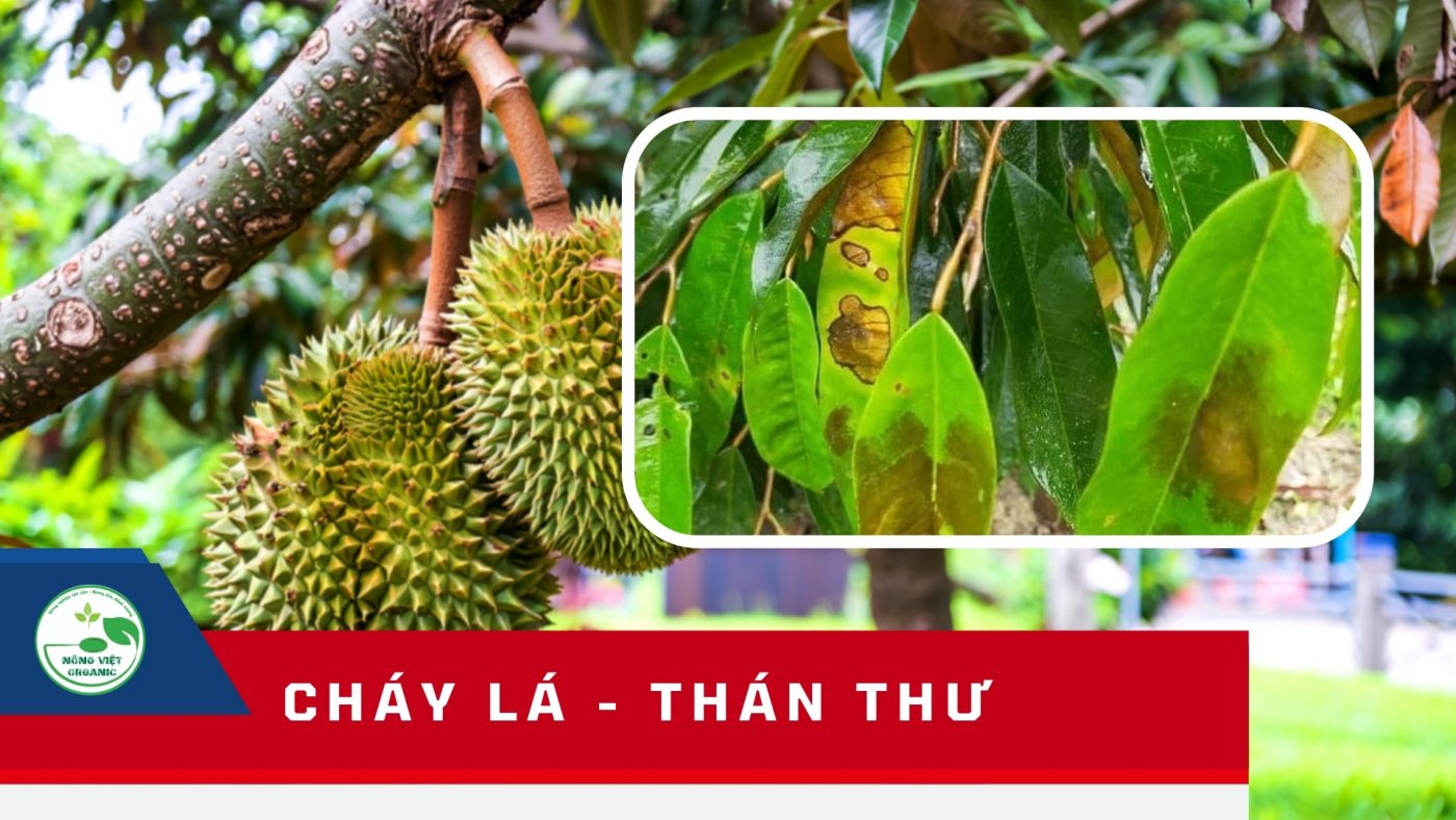 Cháy lá - thán thư