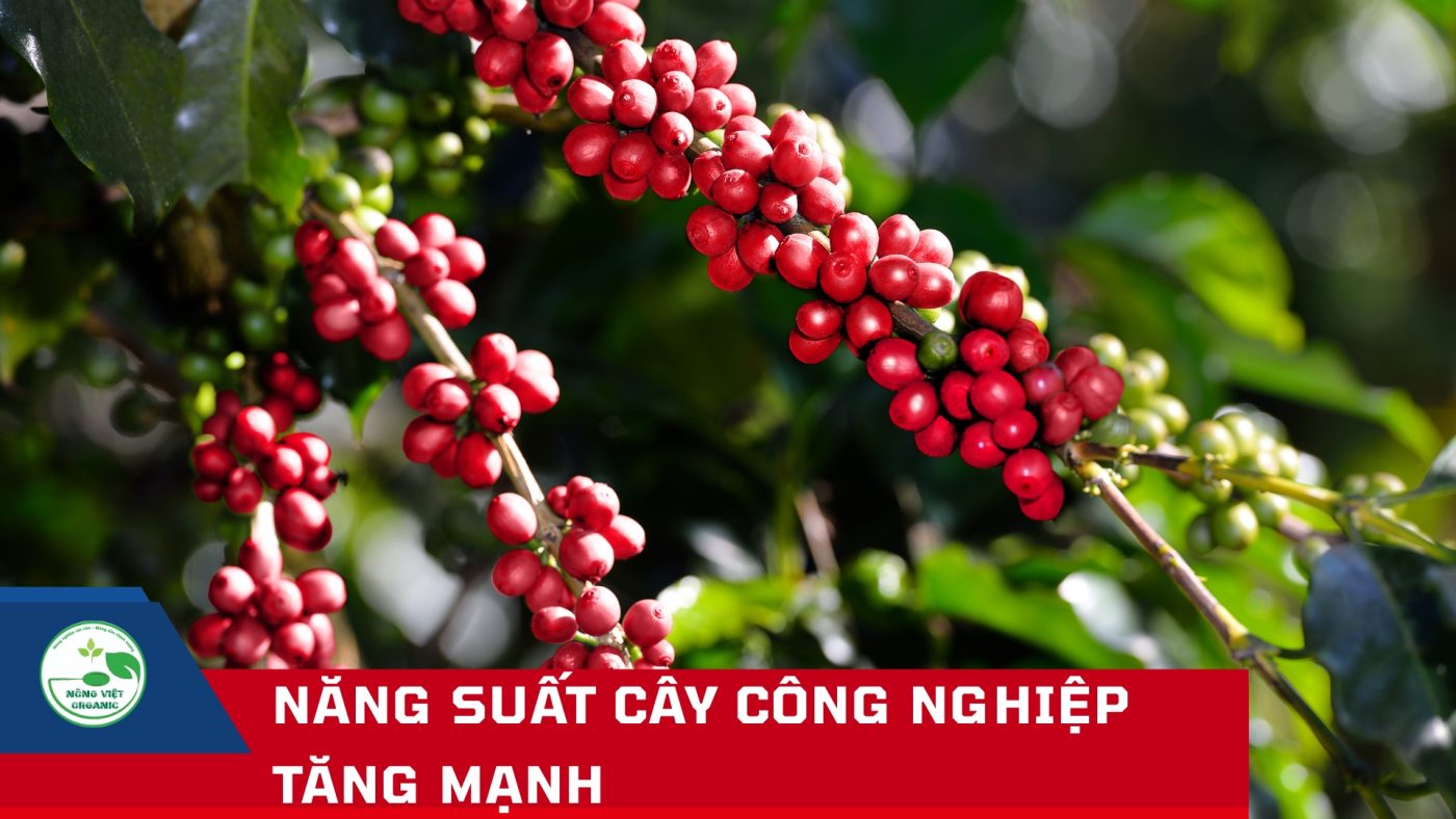 Năng suất cây công nghiệp tăng mạnh