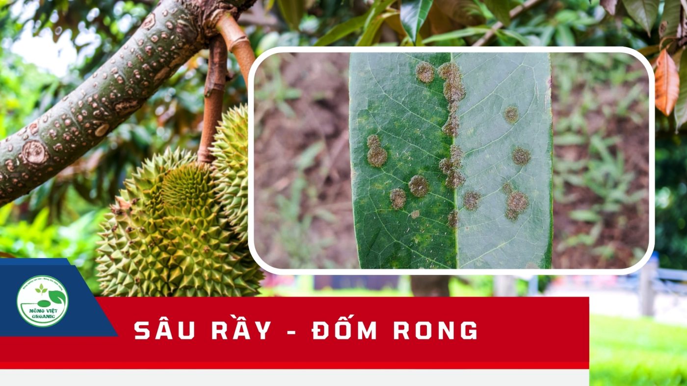 sâu rầy, đốm rong