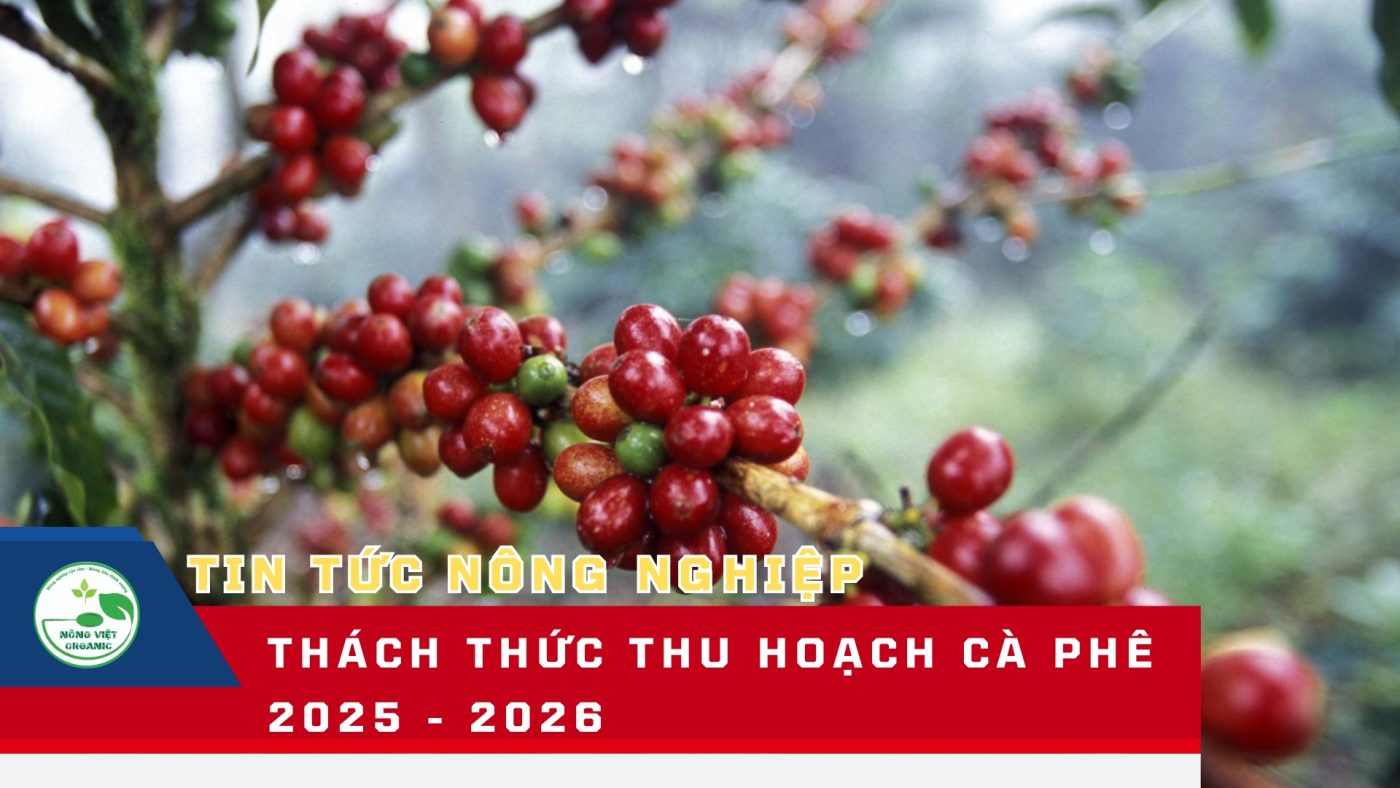 thu hoạch cà phê