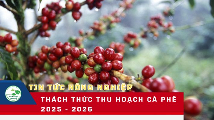 thu hoạch cà phê