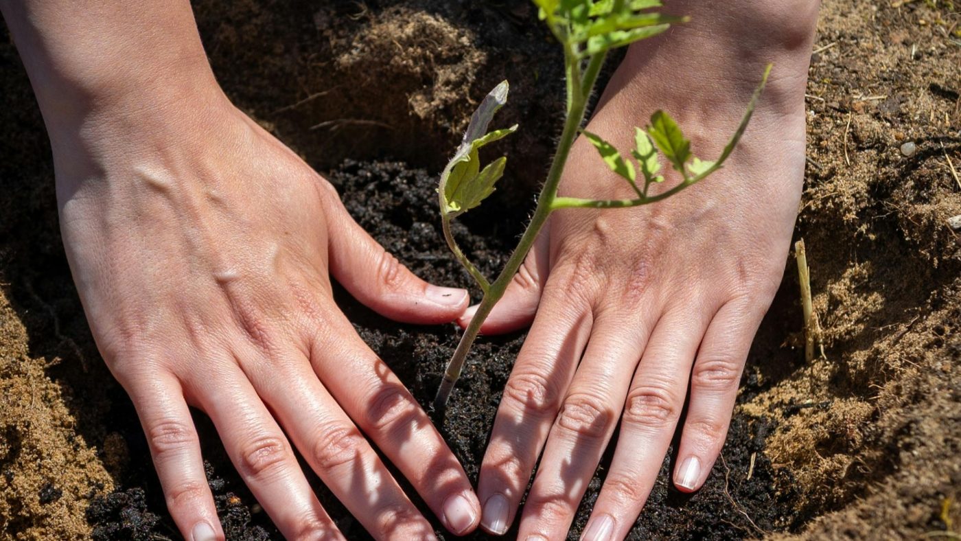 tái cơ cấu giống