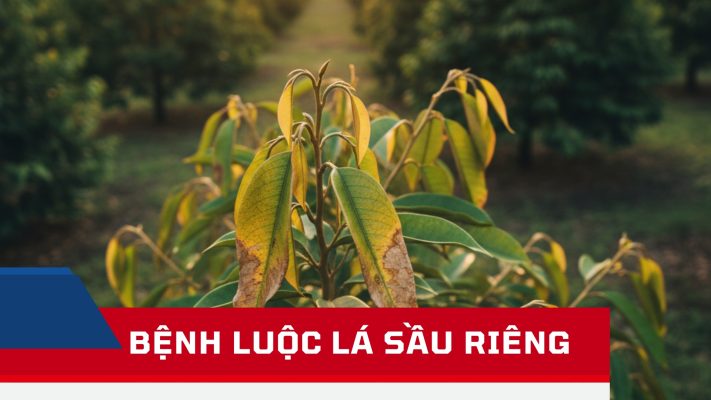 Bệnh luộc lá sầu riêng
