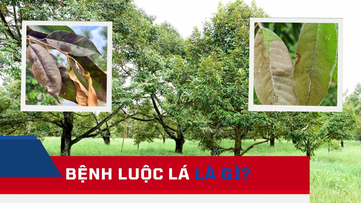 Bệnh luộc lá sầu riêng là gì