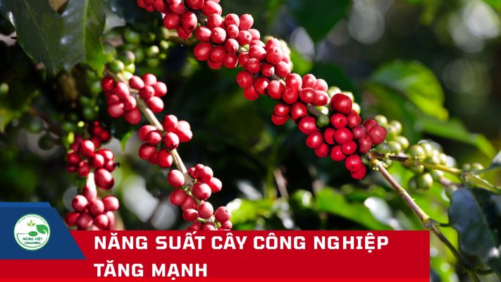 Năng suất cây công nghiệp tăng mạnh