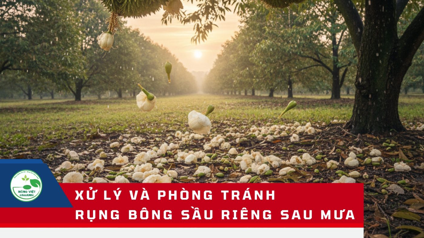 Xử lý và phòng tránh rụng bông sầu riêng sau mưa