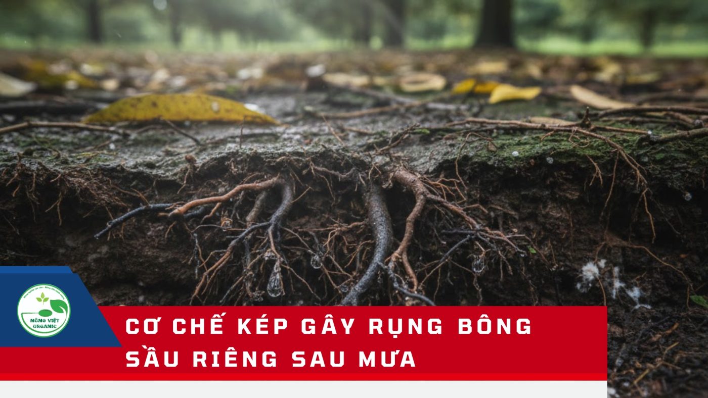 Cơ chế kép gây rụng bông