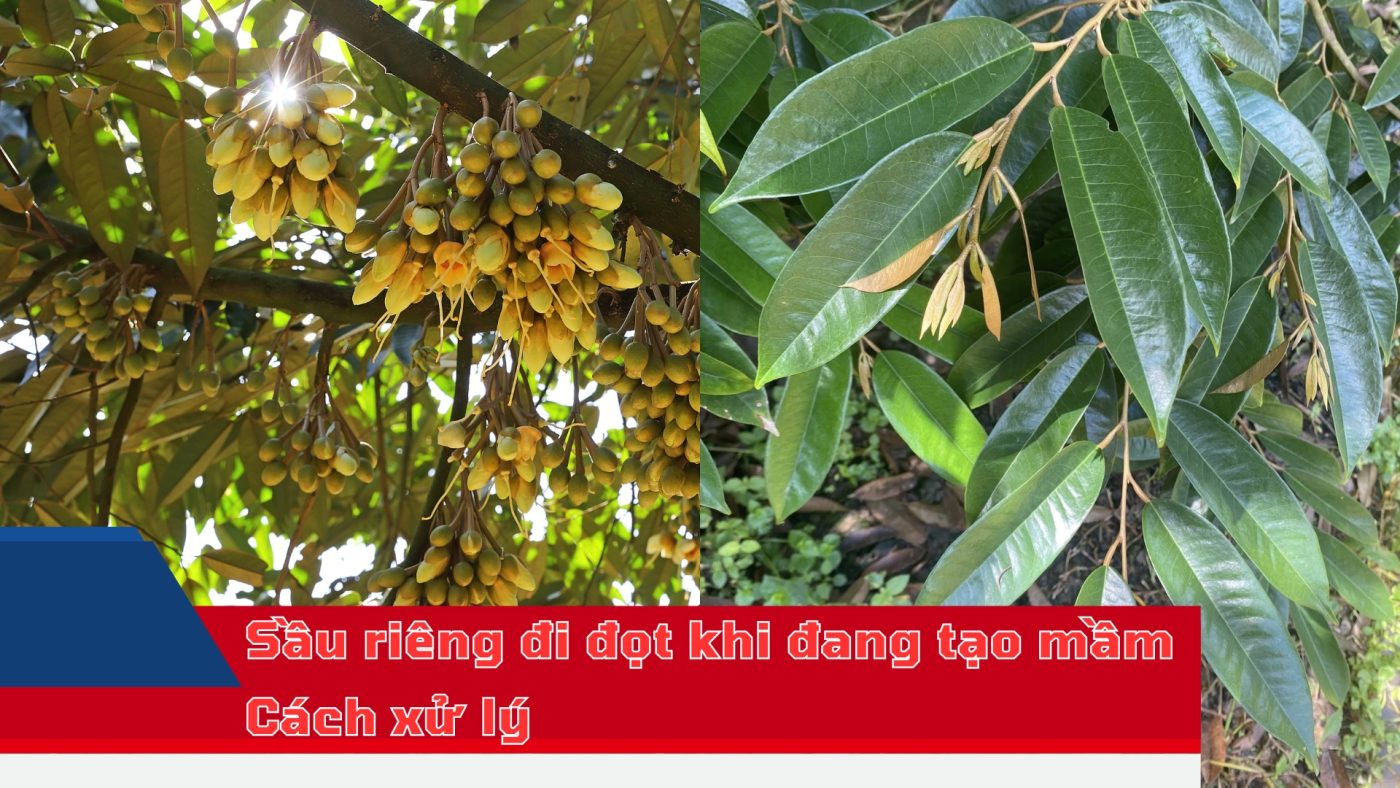 sầu riêng đi đọt khi đang tạo mầm