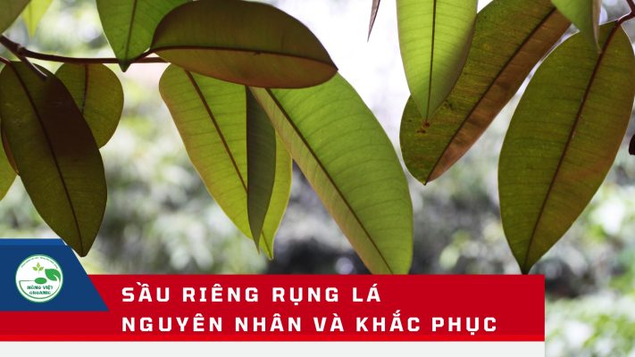 SẦU RIÊNG RỤNG LÁ
