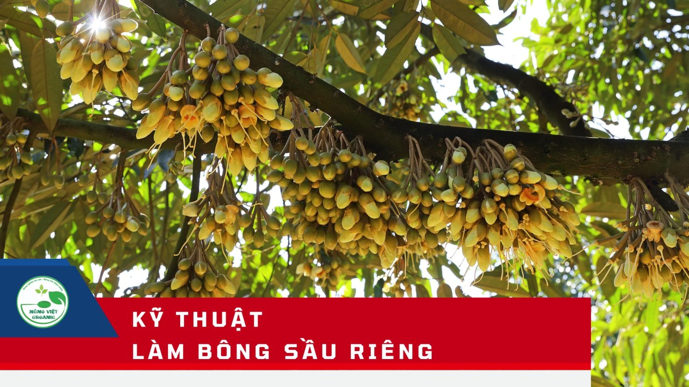 Kỹ thuật làm bông sầu riêng