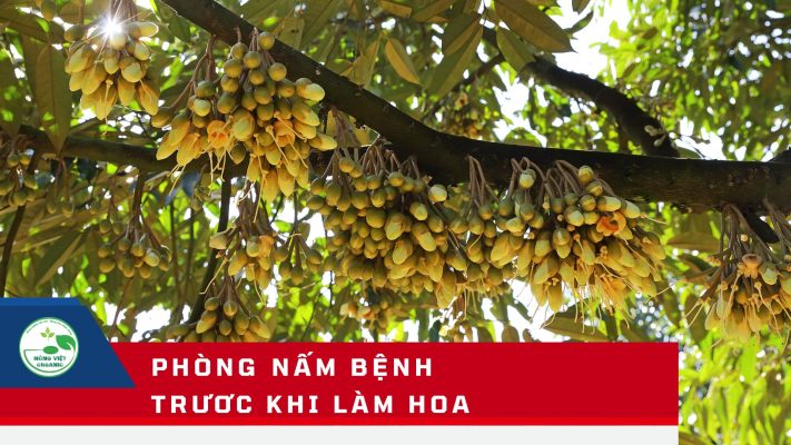 PHÒNG NẤM BỆNH