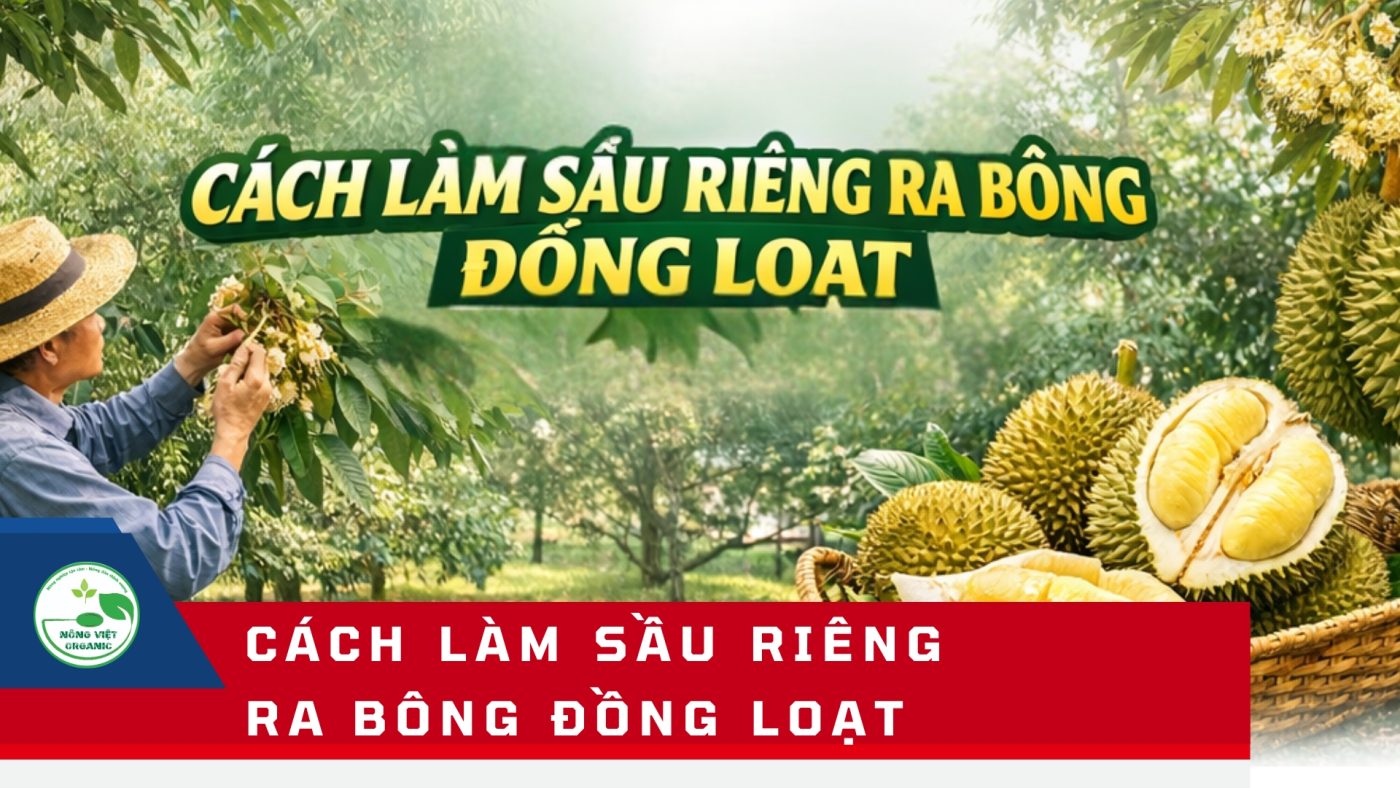 Cách làm sầu riêng ra bông