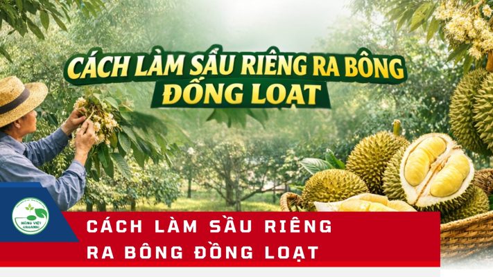 Cách làm sầu riêng ra bông