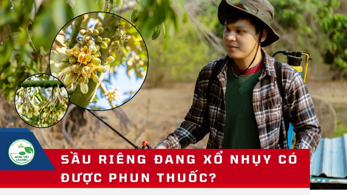 sầu riêng đang xổ nhụy
