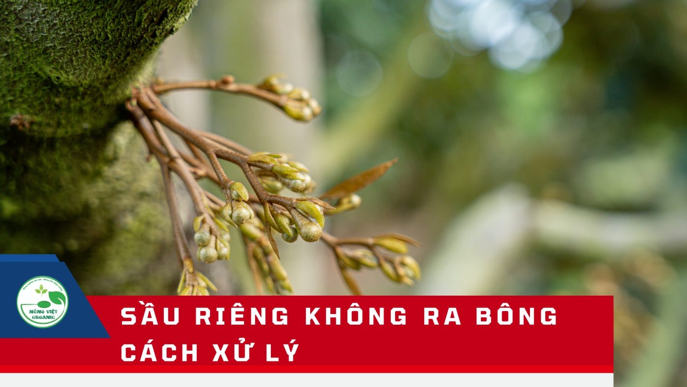 Sầu riêng không ra bông