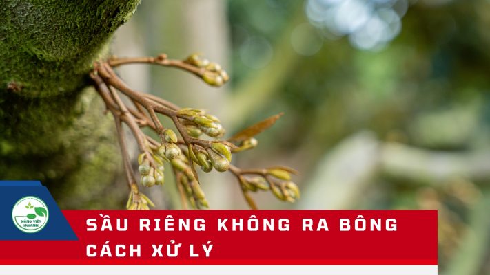 Sầu riêng không ra bông