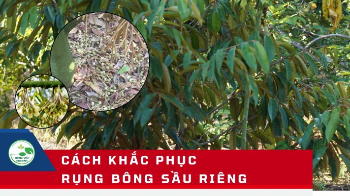 khắc phục rụng bông sầu riêng
