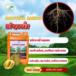 ROOTING AMINO