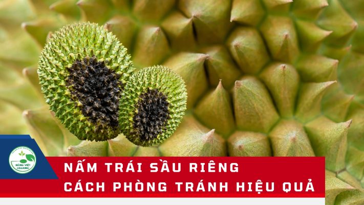 cách phòng nấm trái sầu riêng