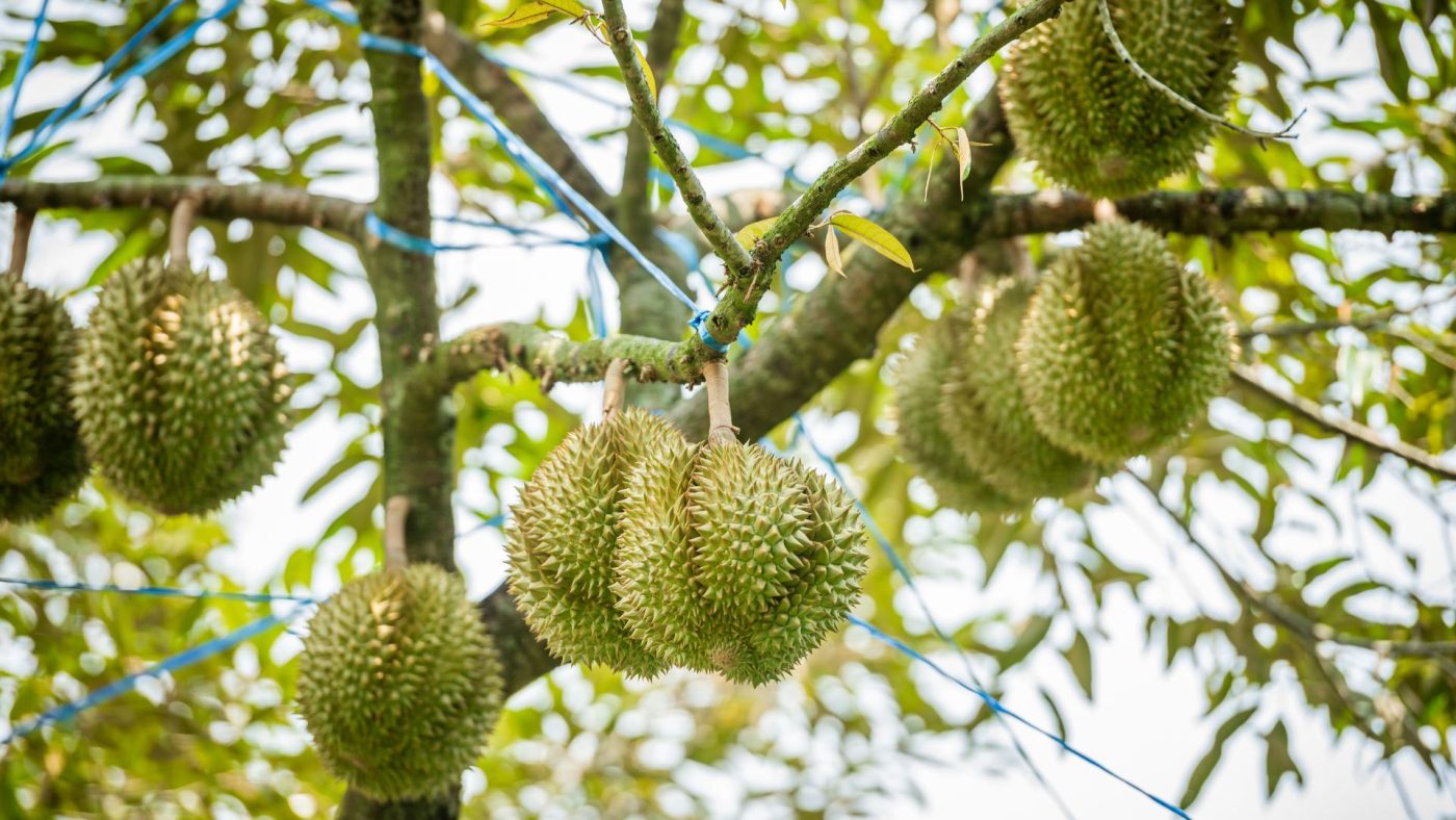 phòng nấm thối trái
