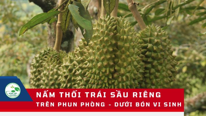 nấm thối trái