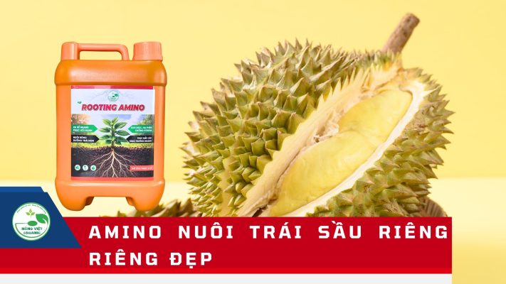 amino nuôi trái sầu riêng đẹp