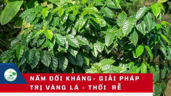 nâm đối kháng cho cà phê